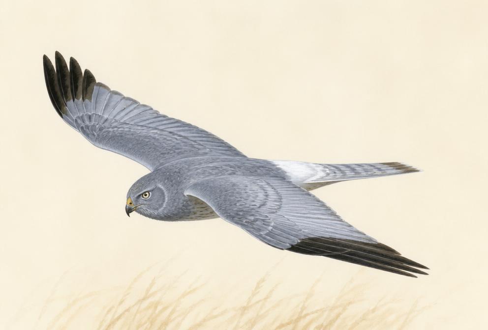 Painted illustration of a Northern Harrier